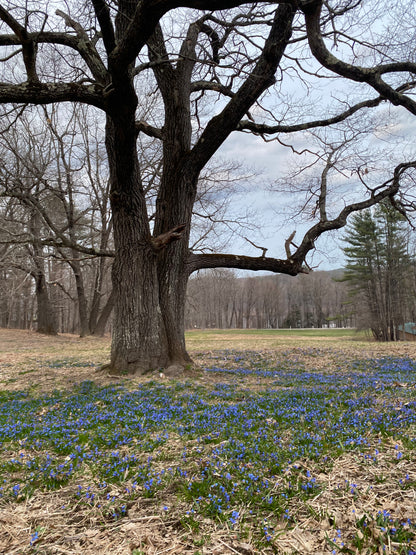 Hobbit Land Photography Cards