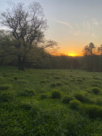 Hobbit Land Photography Cards