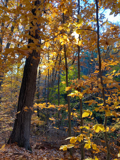 Hobbit Land Photography Cards